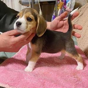 Beagle-Welpen zu verkaufen