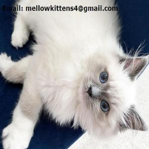 Goed gesocialiseerde Ragdoll-kittens met papieren