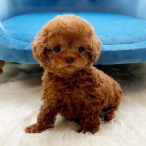 teacuppoodle Puppies.