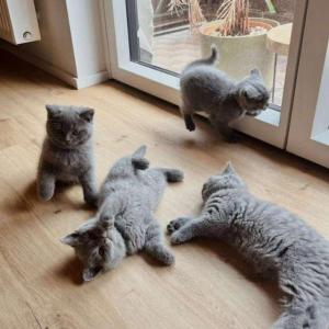 Britse korthaar blauwe kittens