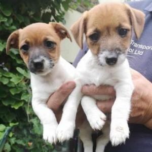 Echt prachtige Jack Russell-puppy's