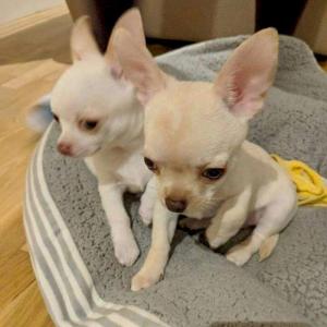 Chihuahua mannetje en vrouwtje +44 7482162214