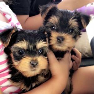 Teacup Yorkie-puppy's te koop. +44 7482162214