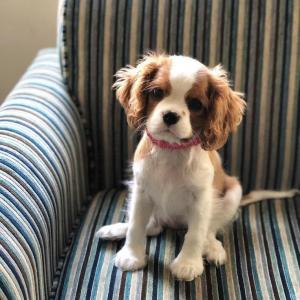 Cavalier King Charles-puppy's +44 7482162214